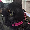 Sushi is registered to the contest to win money with this photo: cat, tortoiseshell_cat, pet, close_up, indoor, collar, bell, green_eyes, feline, animal, fur, resting, pink_collar, bedroom, blanket, furniture, domestic_cat, cute, whiskers, portrait