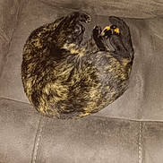 Sushi joined the competition — help win amazing prizes! cat, tortoiseshell, curled_up, couch, brown, furniture, indoor, pet, sleeping, resting, cozy, fur, animal, domestic_animal, relaxing, soft_texture, person, clothing, floor, tile