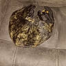 cat, tortoiseshell, curled_up, couch, brown, furniture, indoor, pet, sleeping, resting, cozy, fur, animal, domestic_animal, relaxing, soft_texture, person, clothing, floor, tile