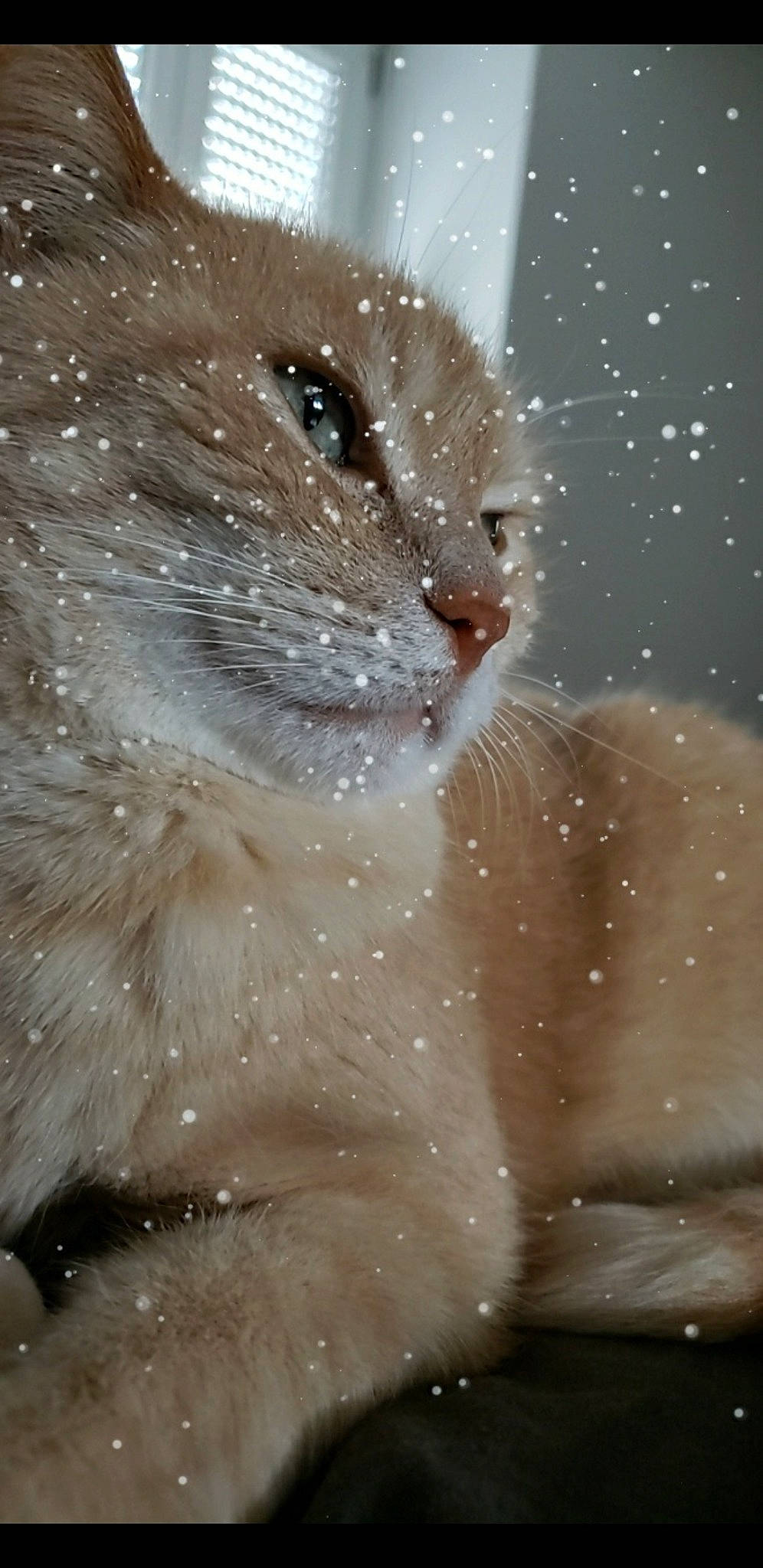 Pouki a rejoint le concours — aidez-le/la à gagner de superbes lots ! carnivore, cat, claw, close_up, domestic_short_haired_cat, ear, fawn, felidae, freezing, fur, head, paw, small_to_medium_sized_cats, snout, snow, tail, terrestrial_animal, whiskers, window, winter