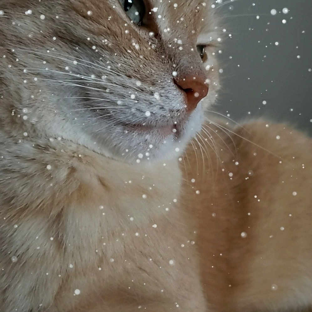 Pouki