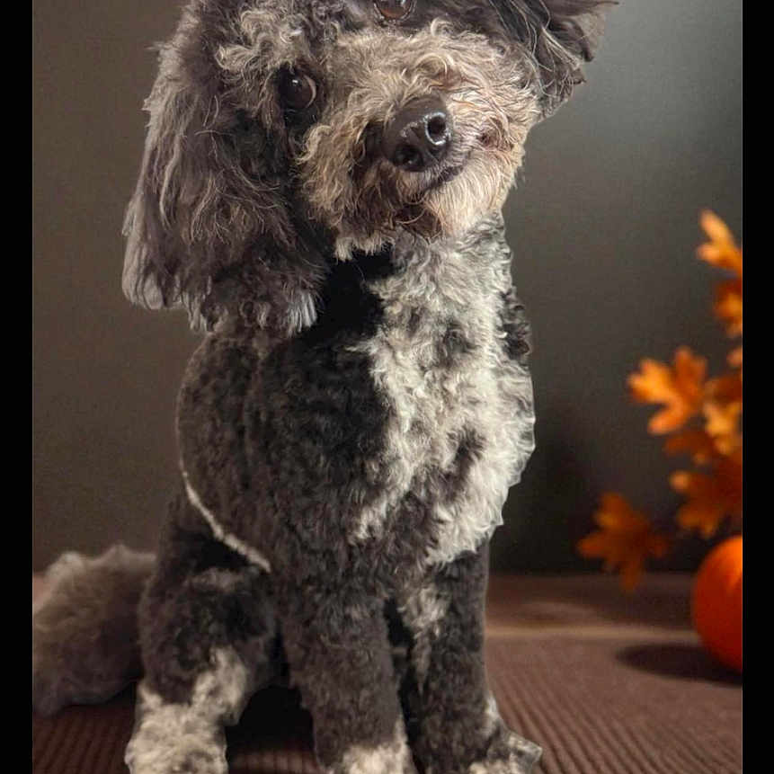 Millie joined the competition — help win amazing prizes! animal, autumn, background_blur, black_and_white, brown, cozy, curly_fur, cute, decor, dog, domestic_animal, fluffy, friendly, indoor, mat, orange_leaves, pet, portrait, sitting, tilted_head