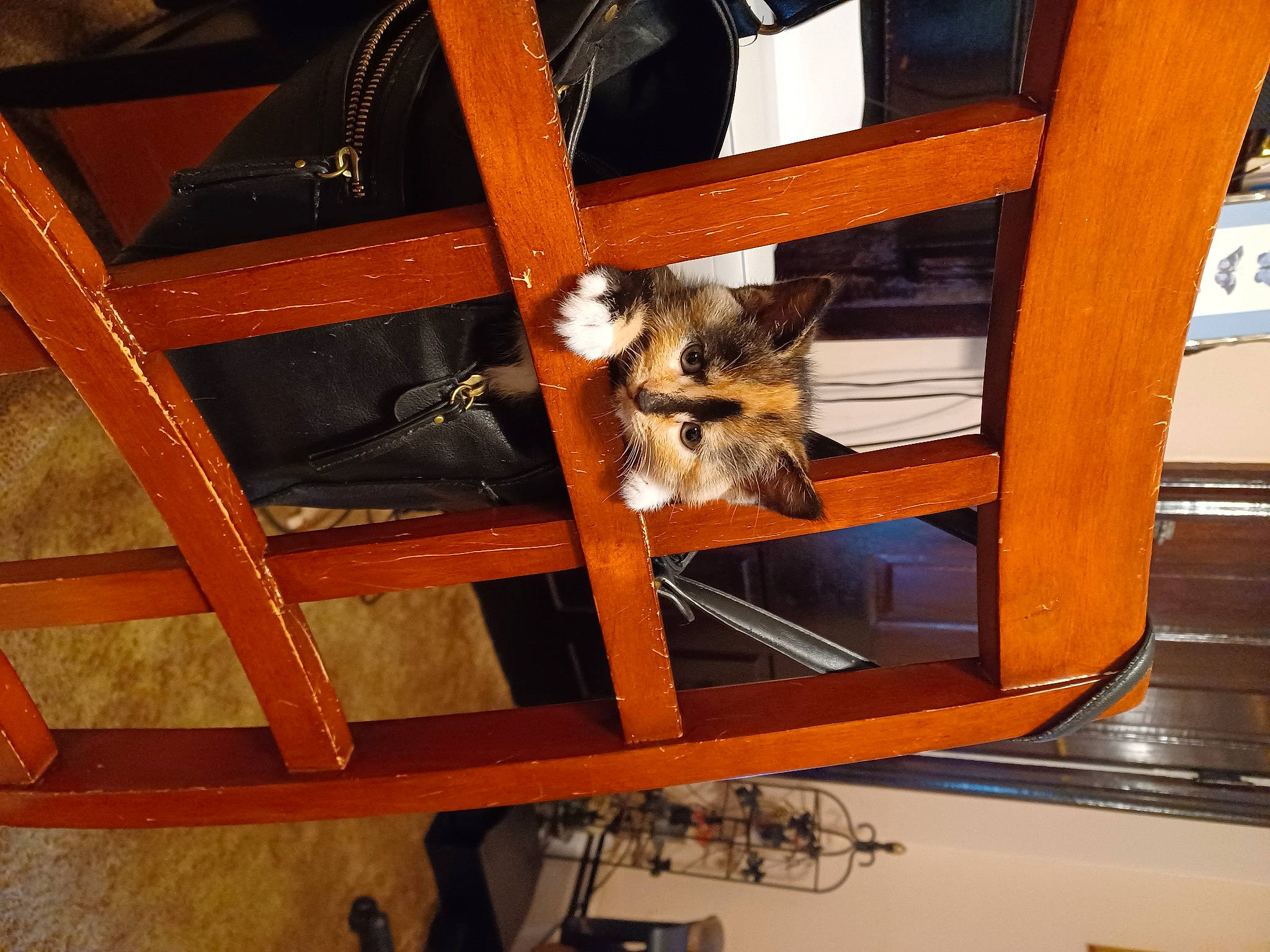 Cali is registered to the contest to win money with this photo: brown, canidae, carnivore, chair, dog, fawn, felidae, fur, hardwood, lumber, plywood, room, small_to_medium_sized_cats, sporting_group, vehicle, vehicle_door, window, wood, wood_stain, working_animal