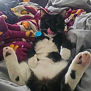 Poochie joined the competition — help win amazing prizes! cat, black_and_white, pet, indoor, blanket, cozy, relaxed, playful, fur, paws, tongue_out, bed, soft, domestic_animal, cute, resting, feline, animal, comfort, home