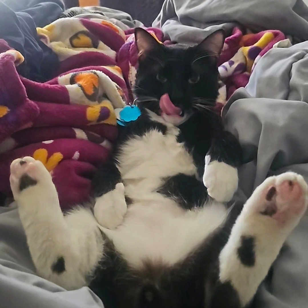 Poochie joined the competition — help win amazing prizes! animal, bed, black_and_white, blanket, cat, comfort, cozy, cute, domestic_animal, feline, fur, home, indoor, paws, pet, playful, relaxed, resting, soft, tongue_out