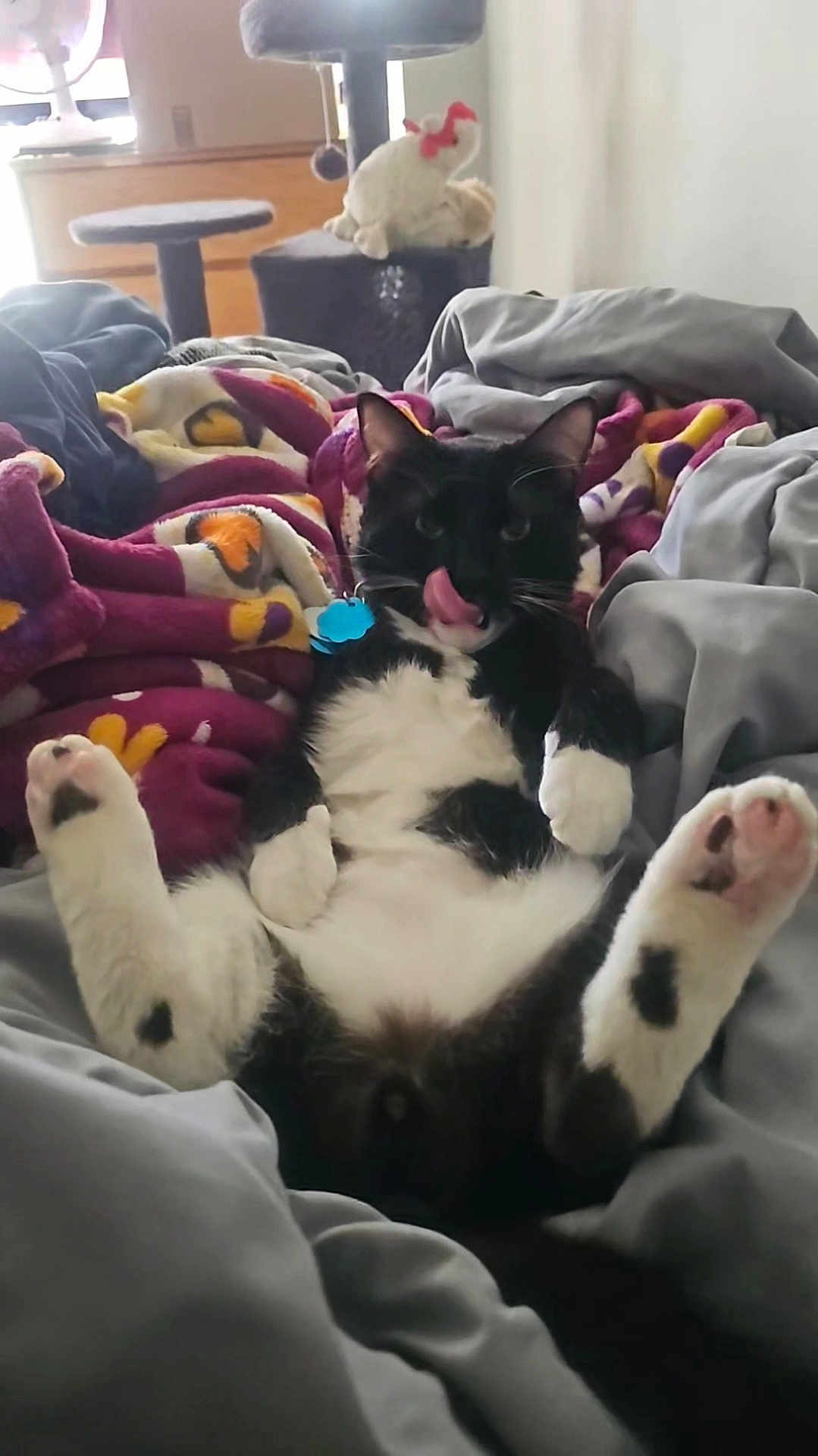 Poochie joined the competition — help win amazing prizes! cat, black_and_white, pet, indoor, blanket, cozy, relaxed, playful, fur, paws, tongue_out, bed, soft, domestic_animal, cute, resting, feline, animal, comfort, home