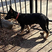 Ogima And Anang joined the competition — help win amazing prizes! puppy, dog, black_and_tan, collar, side_view, shadow, metal_fence, concrete, rock, dry_leaves, outdoor, sunlight, pet, animal, young_dog, alert, standing, nature, daytime, canine