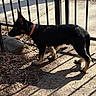 puppy, dog, black_and_tan, collar, side_view, shadow, metal_fence, concrete, rock, dry_leaves, outdoor, sunlight, pet, animal, young_dog, alert, standing, nature, daytime, canine
