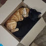 cat, orange_cat, black_cat, cardboard_box, sleeping, curled_up, pets, feline, cozy, nap, indoor, carpet, close_together, animal, domestic_animal, cute, resting, companion, fur, box
