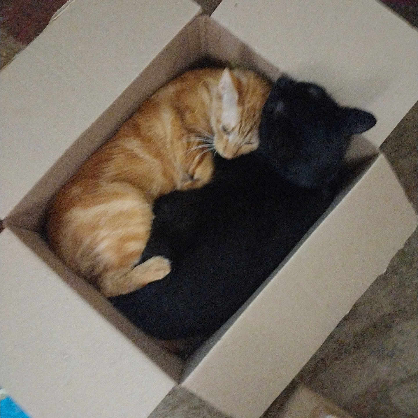 Simba joined the competition — help win amazing prizes! animal, black_cat, box, cardboard_box, carpet, cat, close_together, companion, cozy, curled_up, cute, domestic_animal, feline, fur, indoor, nap, orange_cat, pets, resting, sleeping