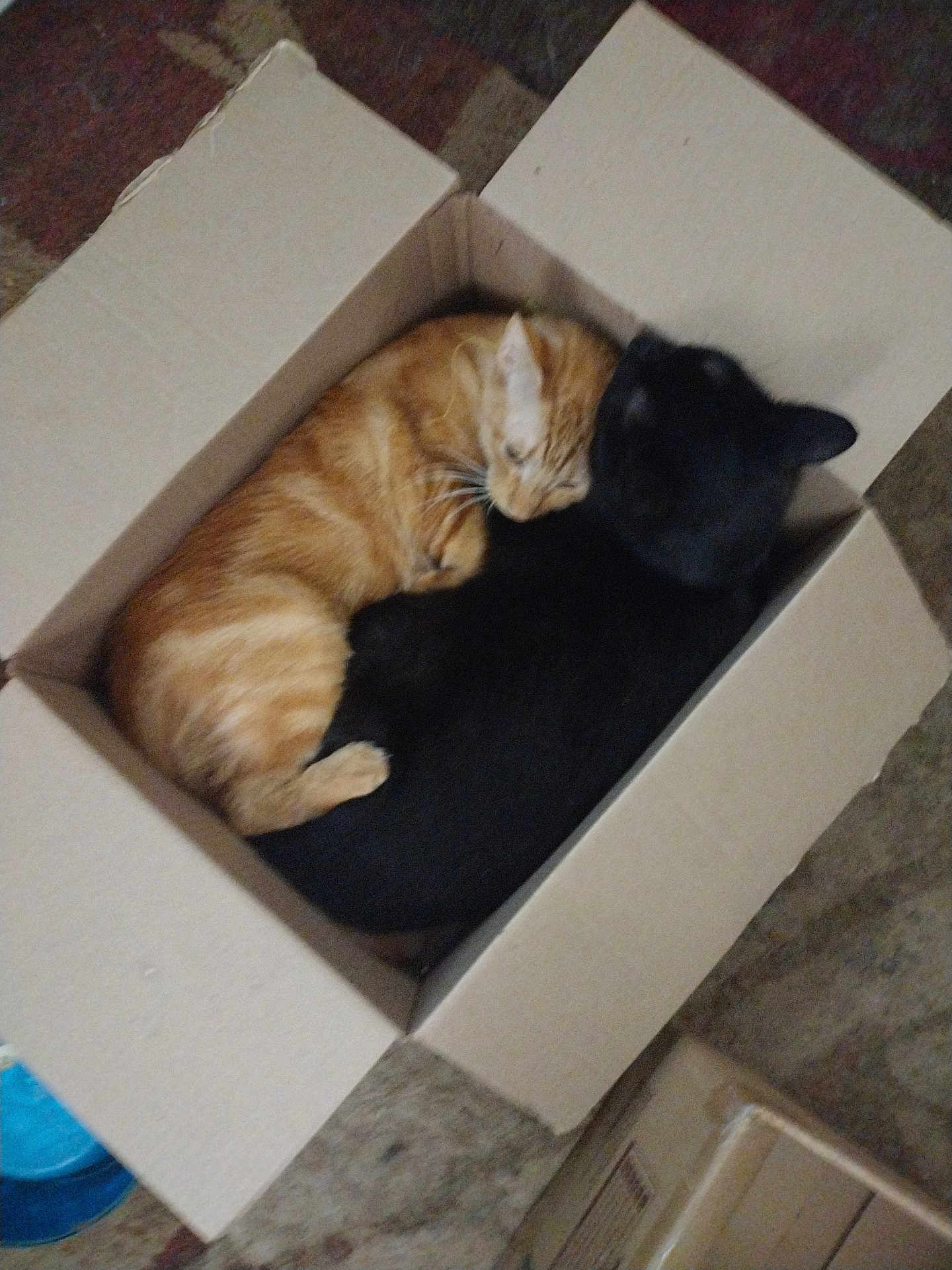 Simba joined the competition — help win amazing prizes! cat, orange_cat, black_cat, cardboard_box, sleeping, curled_up, pets, feline, cozy, nap, indoor, carpet, close_together, animal, domestic_animal, cute, resting, companion, fur, box