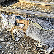 Dozer is registered to the contest to win money with this photo: adventure, animal, camouflage, cat, close_up, curious, dozer, exploring, fur, green_eyes, harness, nature, outdoor, pet, rocky_ground, side_view, sunlight, tabby, walking, whiskers