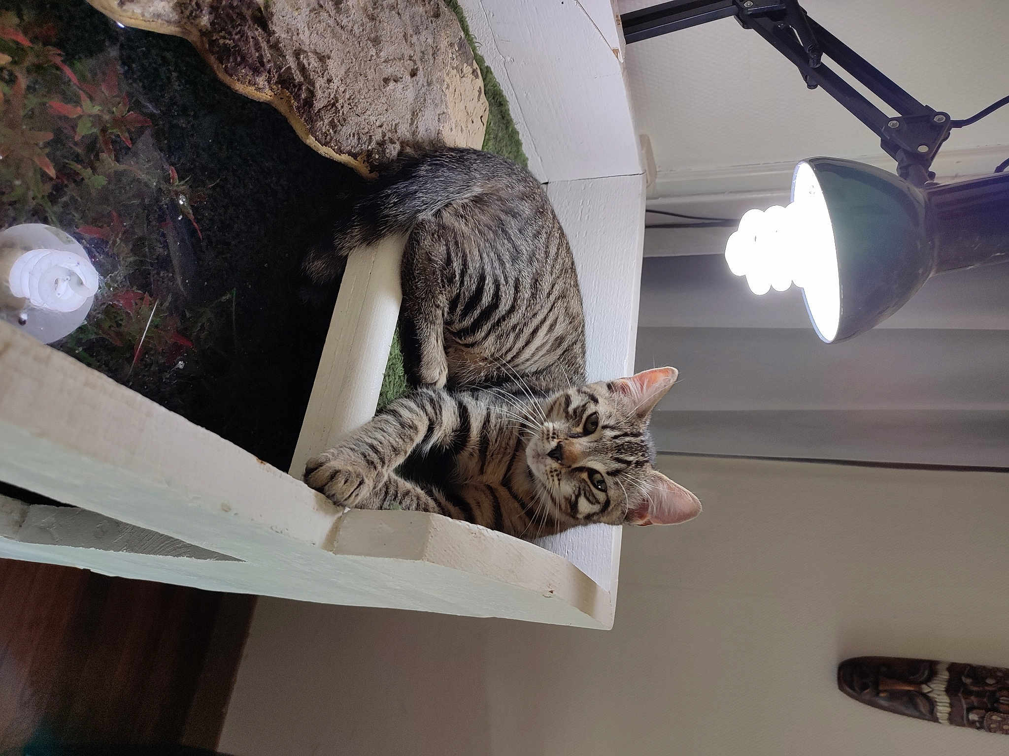 César