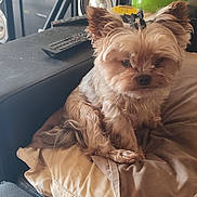 Noe participe au concours pour gagner de l'argent avec cette photo : animal, brown, chair, couch, cozy, cute, dog, domestic_animal, fur, hair_clip, indoors, living_room, pet, pillow, relaxing, remote_control, resting, seated, small_dog, speaker