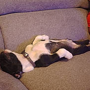 Rocky participe au concours pour gagner de l'argent avec cette photo : black_and_white, canine, collar, comfort, companion, couch, cozy, dog, domestic_animal, furniture, indoor, laying_down, living_room, nap, orange_shirt, person_partial, pet, relaxed, resting, sleeping