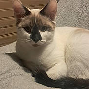 Rhea joined the competition — help win amazing prizes! cat, animal, pet, feline, resting, indoor, blanket, soft_texture, fur, tail, ears, whiskers, close_up, wooden_background, comfort, relaxed, mammal, cute, domestic, sleepy