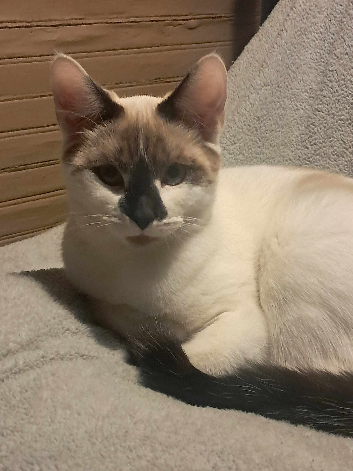 Rhea joined the competition — help win amazing prizes! cat, animal, pet, feline, resting, indoor, blanket, soft_texture, fur, tail, ears, whiskers, close_up, wooden_background, comfort, relaxed, mammal, cute, domestic, sleepy