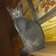 Ghost is registered to the contest to win money with this photo: abyssinian, animal, archaeology, blackcat, cat, closet, cupboard, drawer, egyptiancat, furniture, hardwood, kitten, manx, pet, plywood, shelf, siamese, slate, wood