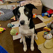 Zara joined the competition — help win amazing prizes! dog, blue_eyes, black_and_white, sitting, living_room, toys, pet_bed, carpet, furniture, television, home, floor, cute, indoor, animal, playful, looking_up, domestic, young_dog, cozy