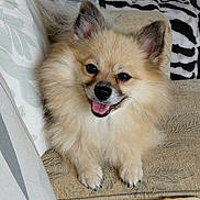 Ginger joined the competition — help win amazing prizes! animal, blanket, canine, chew_treat, companion, couch, cozy, dog, ears, fluffy, fur, happy, home, indoor, pet, pillow, pomeranian, resting, smiling, tongue