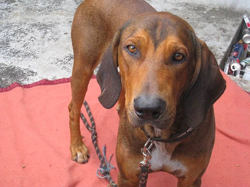 Poposh participe au concours pour gagner de l'argent avec cette photo : canidae, carnivore, companion_dog, dog, dog_breed, fawn, hound, hunting_dog, liver, pet_supply, snout, sporting_group, whiskers, working_animal, working_dog