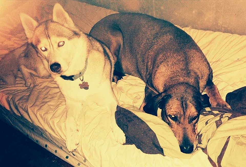 Poposh participe au concours pour gagner de l'argent avec cette photo : canidae, carnivore, comfort, companion_dog, couch, dog, dog_bed, dog_breed, dog_supply, fawn, fur, guard_dog, nap, paw, pet_supply, snout, sporting_group, tail, terrestrial_animal, working_animal