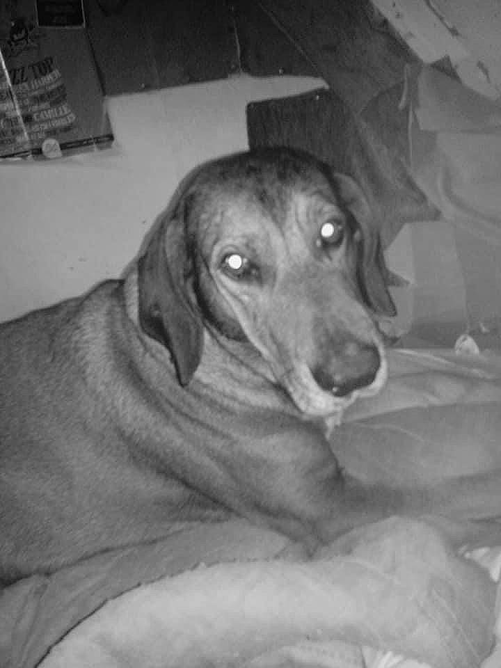 Poposh a rejoint le concours — aidez-le/la à gagner de superbes lots ! black_and_white, canidae, carnivore, comfort, companion_dog, dog, dog_breed, fur, grey, guard_dog, monochrome, monochrome_photography, non_sporting_group, photography, snout, sporting_group, style, whiskers, working_animal