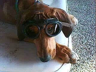 Poposh a rejoint le concours — aidez-le/la à gagner de superbes lots ! canidae, carnivore, collar, companion_dog, dog, dog_breed, ear, eyewear, fawn, hunting_dog, liver, non_sporting_group, personal_protective_equipment, pet_supply, snout, sporting_group, vision_care, whiskers, working_animal