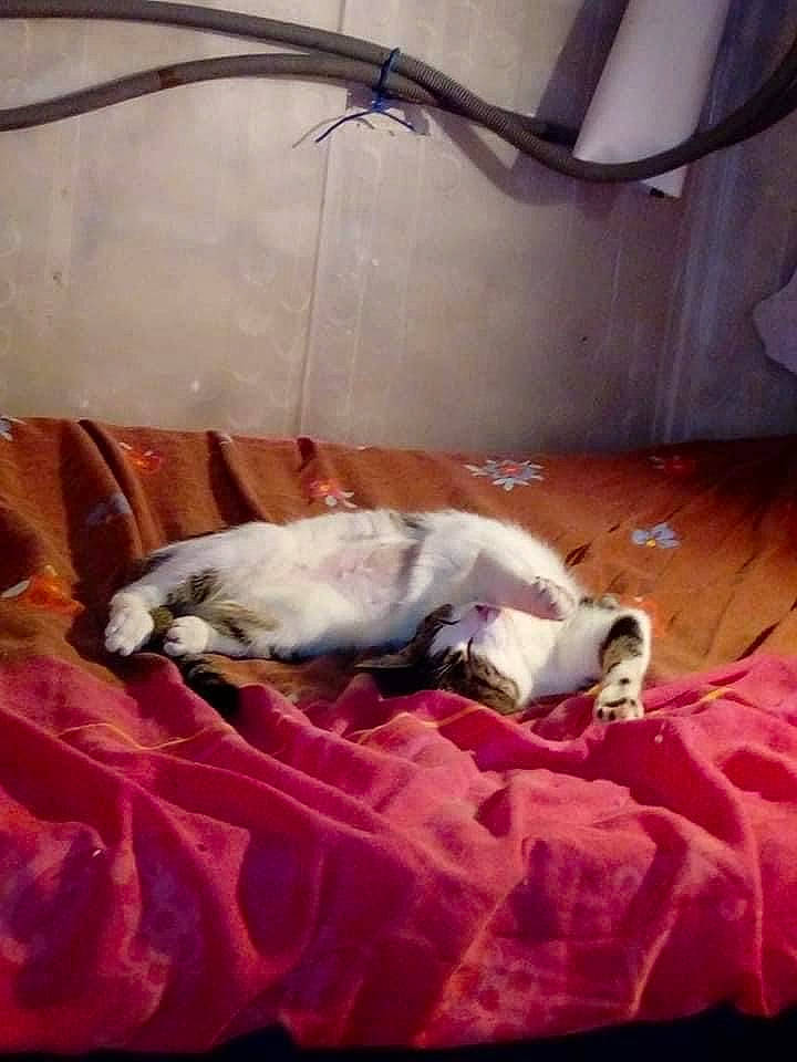 Gamine a rejoint le concours — aidez-le/la à gagner de superbes lots ! canidae, carnivore, comfort, companion_dog, dog, dog_breed, fawn, felidae, flooring, fur, hardwood, linens, mammal, paw, room, small_to_medium_sized_cats, sporting_group, tail, window, wood