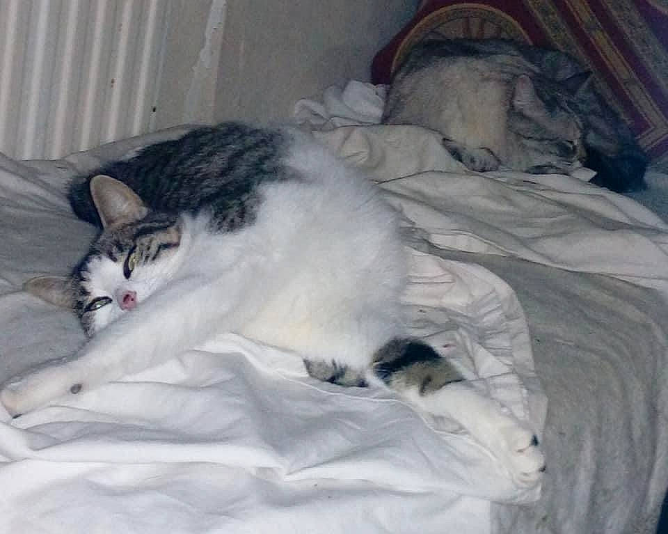 Gamine participe au concours pour gagner de l'argent avec cette photo : bed, bed_sheet, bedding, blanket, carnivore, cat, claw, comfort, domestic_short_haired_cat, duvet, felidae, fur, grey, linens, nap, paw, small_to_medium_sized_cats, snout, tail, whiskers