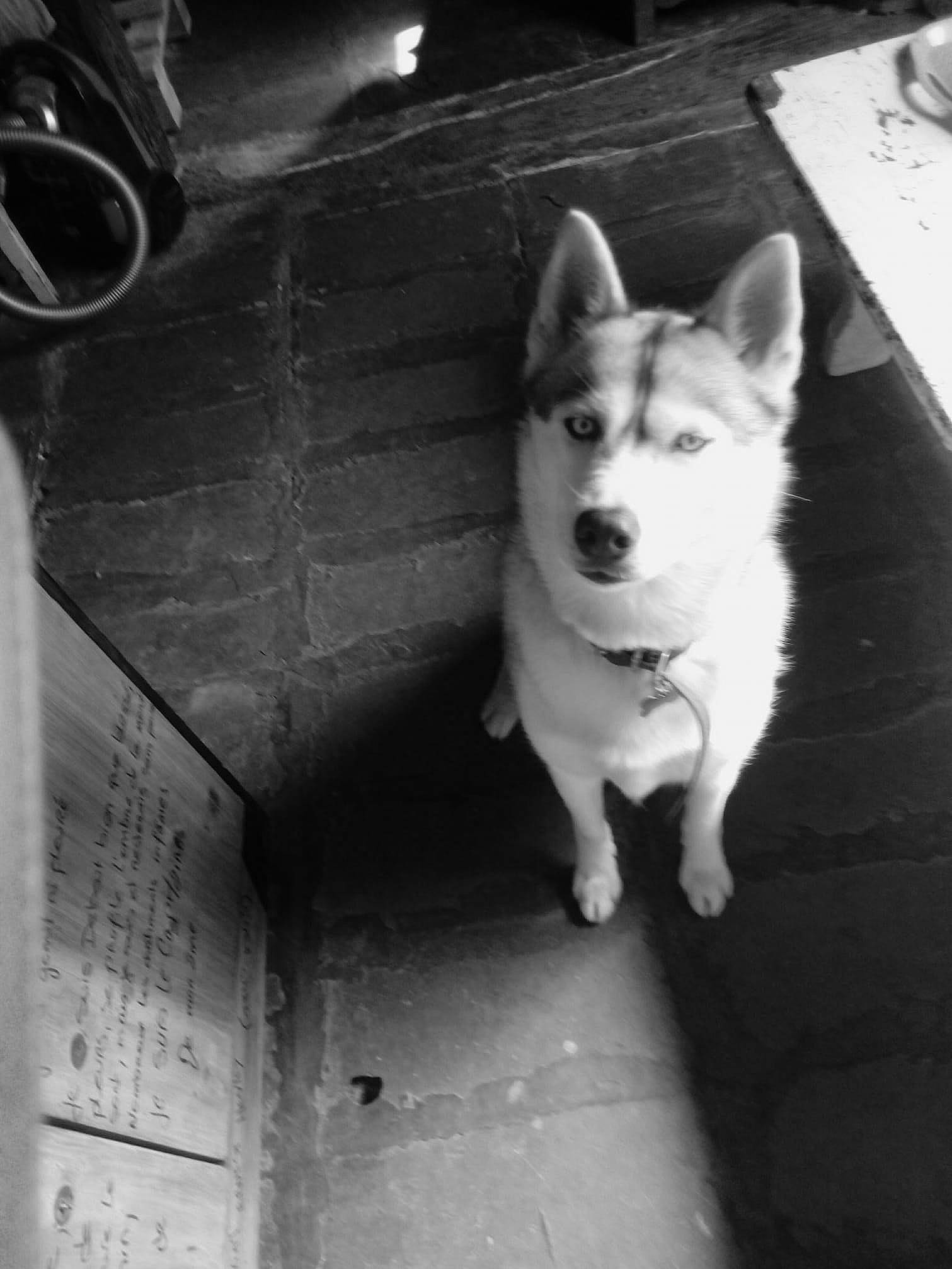 Ganesh participe au concours pour gagner de l'argent avec cette photo : black, black_and_white, carnivore, companion_dog, dog, dog_breed, flooring, fur, grey, light, monochrome, monochrome_photography, photograph, snout, sporting_group, style, tints_and_shades, whiskers, white, wood