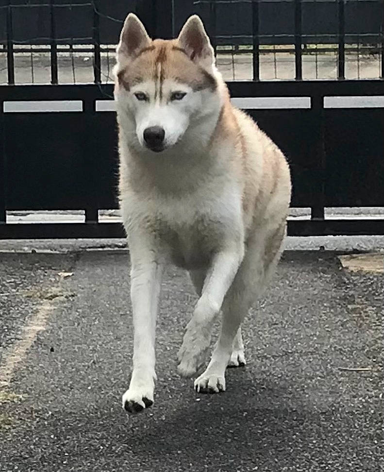 Ganesh a rejoint le concours — aidez-le/la à gagner de superbes lots ! ancient_dog_breeds, canidae, canis, carnivore, companion_dog, dog, dog_breed, fur, grey, metal, pet_supply, road_surface, sled_dog, snout, sporting_group, tail, terrestrial_animal, wolf, working_animal, working_dog