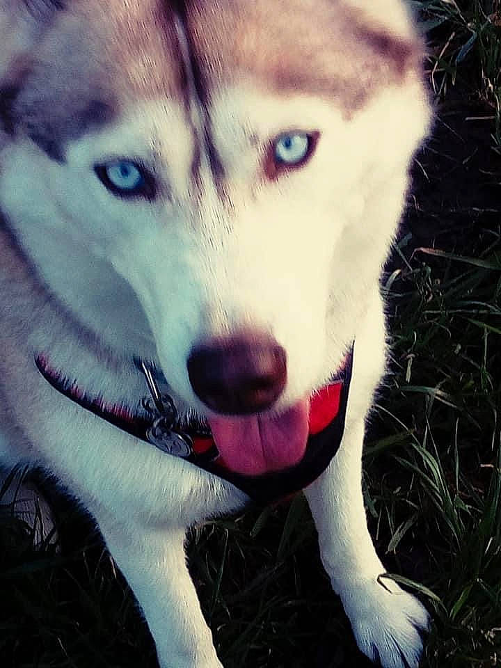 Ganesh participe au concours pour gagner de l'argent avec cette photo : canidae, canis, carnivore, companion_dog, dog, dog_breed, eyelash, fawn, fur, grass, happy, jaw, light, mammal, siberian_husky, sled_dog, snout, sporting_group, whiskers, wolf