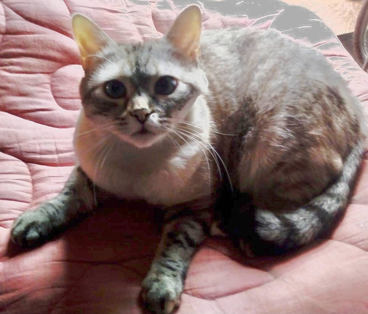 Indeeka a rejoint le concours — aidez-le/la à gagner de superbes lots ! carnivore, cat, cat_supply, claw, comfort, domestic_short_haired_cat, fawn, felidae, foot, fur, paw, small_to_medium_sized_cats, snout, tail, terrestrial_animal, whiskers