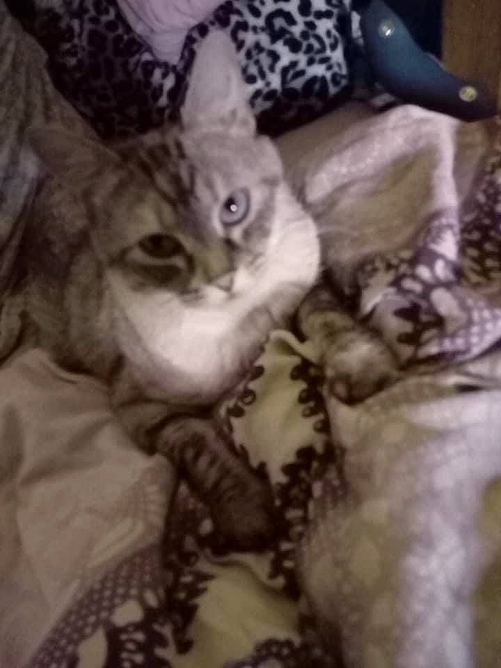 Indeeka a rejoint le concours — aidez-le/la à gagner de superbes lots ! carnivore, cat, claw, comfort, domestic_short_haired_cat, felidae, fur, gesture, grey, love, monochrome, monochrome_photography, pattern, paw, photo_caption, small_to_medium_sized_cats, tail, textile, whiskers