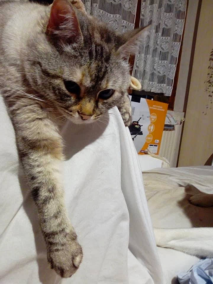 Indeeka a rejoint le concours — aidez-le/la à gagner de superbes lots ! carnivore, cat, claw, comfort, domestic_short_haired_cat, felidae, fur, paw, picture_frame, small_to_medium_sized_cats, snout, tail, terrestrial_animal, whiskers