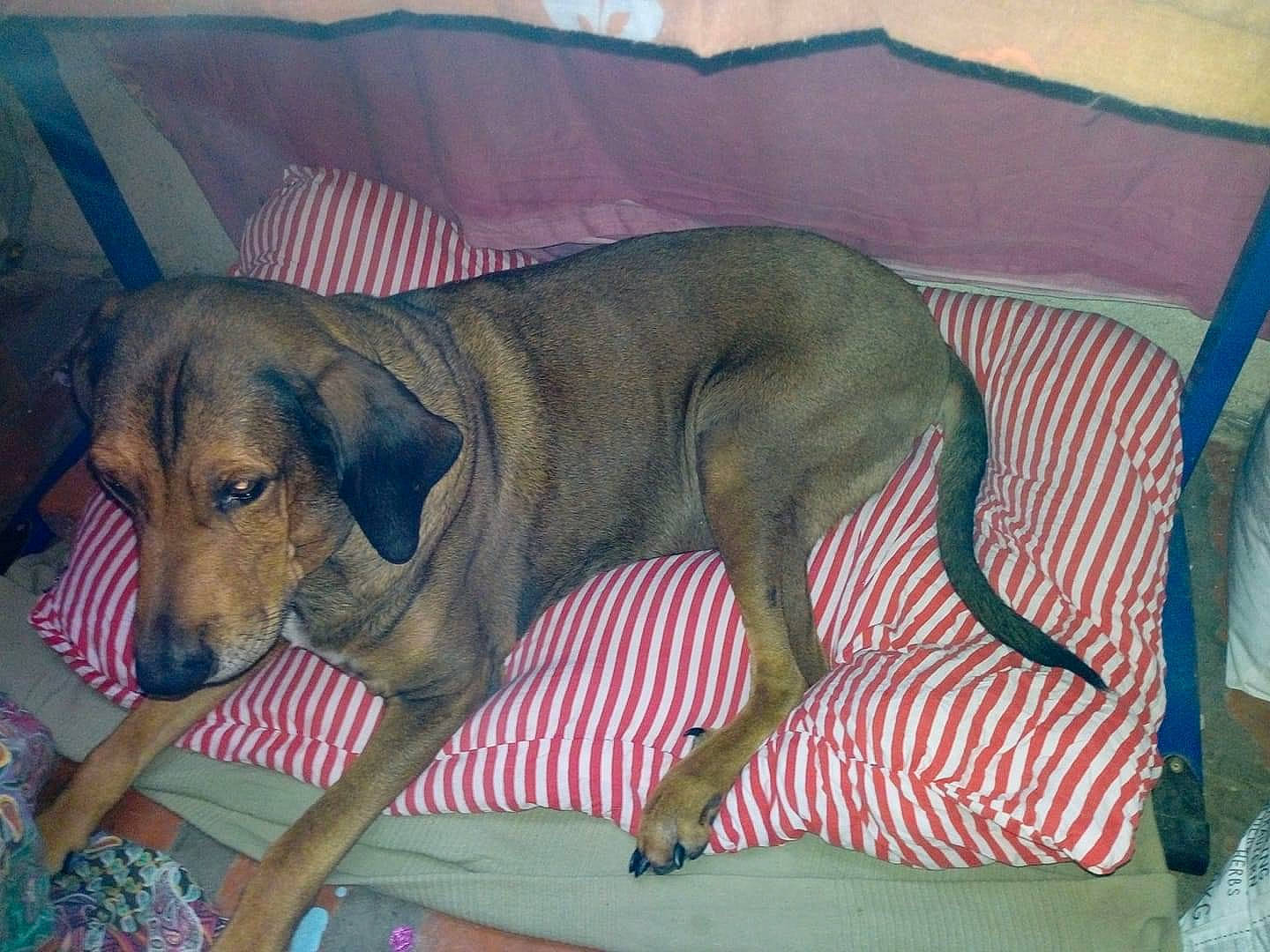 Poshtron a rejoint le concours — aidez-le/la à gagner de superbes lots ! ancient_dog_breeds, art, canidae, carnivore, comfort, companion_dog, dog, dog_breed, dog_supply, fawn, guard_dog, hound, linens, liver, pet_supply, rectangle, scent_hound, sporting_group, terrestrial_animal, working_animal