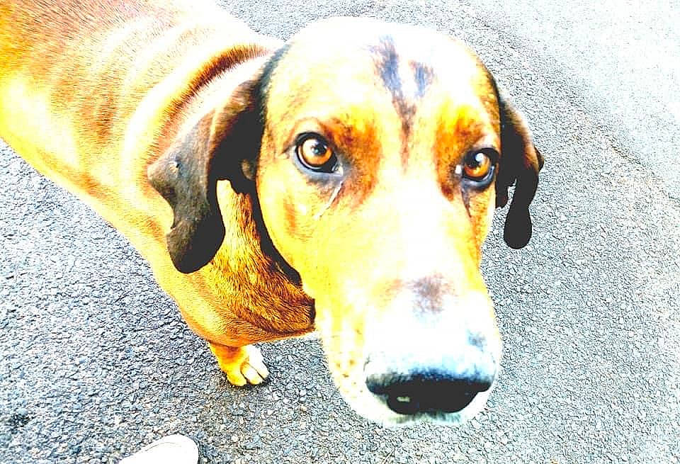 Poshtron participe au concours pour gagner de l'argent avec cette photo : canidae, carnivore, companion_dog, dog, dog_breed, eye, fawn, fur, hound, hunting_dog, pet_supply, snout, sporting_group, whiskers, working_animal