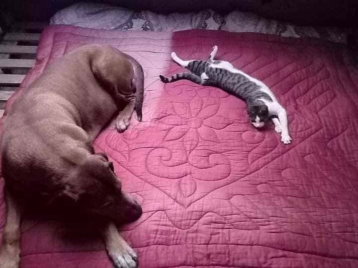 Poshtron participe au concours pour gagner de l'argent avec cette photo : canidae, carnivore, cat, comfort, companion_dog, dog, dog_breed, fawn, felidae, grey, guard_dog, paw, snout, sporting_group, tail, terrestrial_animal, toy_dog, whiskers, working_animal, wrinkle