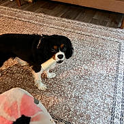 Maggie joined the competition — help win amazing prizes! animal, bone, brown_black_white, carpet, companion, couch, curious, cute, dog, domestic, floor, furniture, indoor, living_room, looking_up, pet, playful, small_dog, toy, wooden_floor