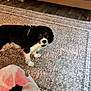 animal, bone, brown_black_white, carpet, companion, couch, curious, cute, dog, domestic, floor, furniture, indoor, living_room, looking_up, pet, playful, small_dog, toy, wooden_floor