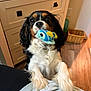 Maggie is registered to the contest to win money with this photo: animal, basket, black, brown, cabinet, cute, dog, fish_toy, fur, home, indoor, kitchen, paw, person, pet, playful, toy, tricolor, white, wooden_floor