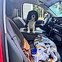 Maggie is registered to the contest to win money with this photo: animal, blanket, calm, car_interior, console, container, dashboard, dog, door, house_siding, indoor, leash, pet, purse, seat, seatbelt, steering_wheel, transportation, trees, window