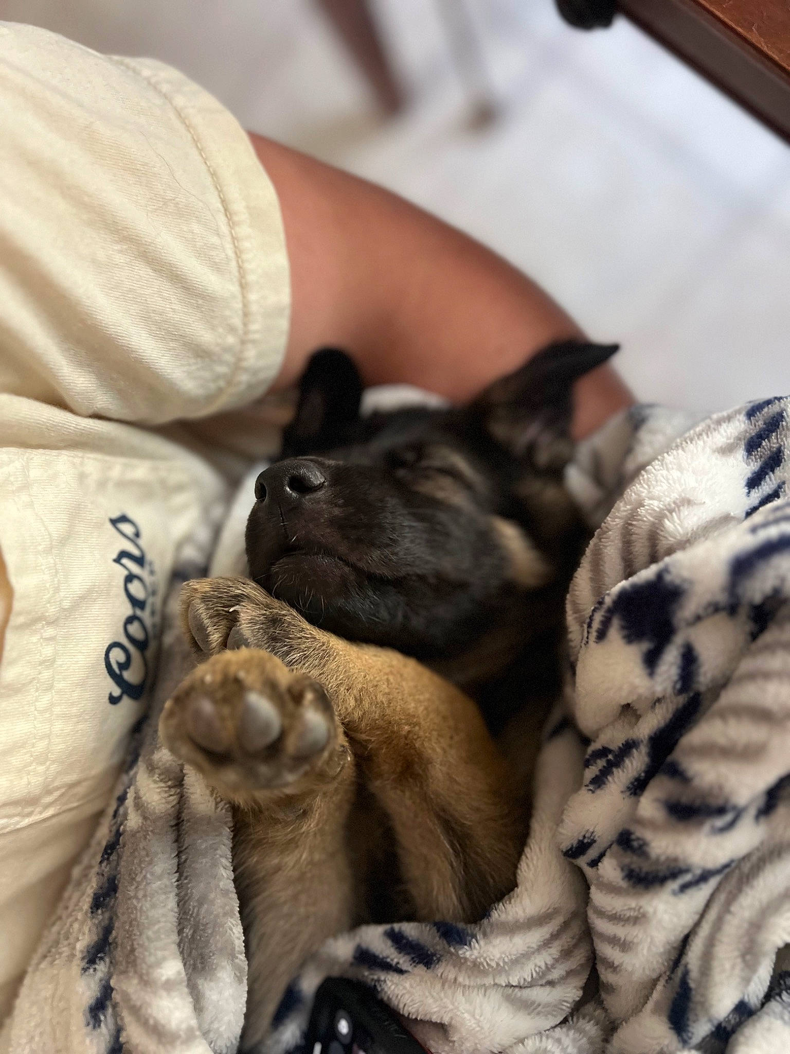 Athena is registered to the contest to win money with this photo: canidae, carnivore, comfort, companion_dog, dog, dog_breed, domestic_short_haired_cat, fawn, felidae, fur, grey, human_leg, linens, nap, small_to_medium_sized_cats, snout, sporting_group, toy_dog, whiskers, wrinkle