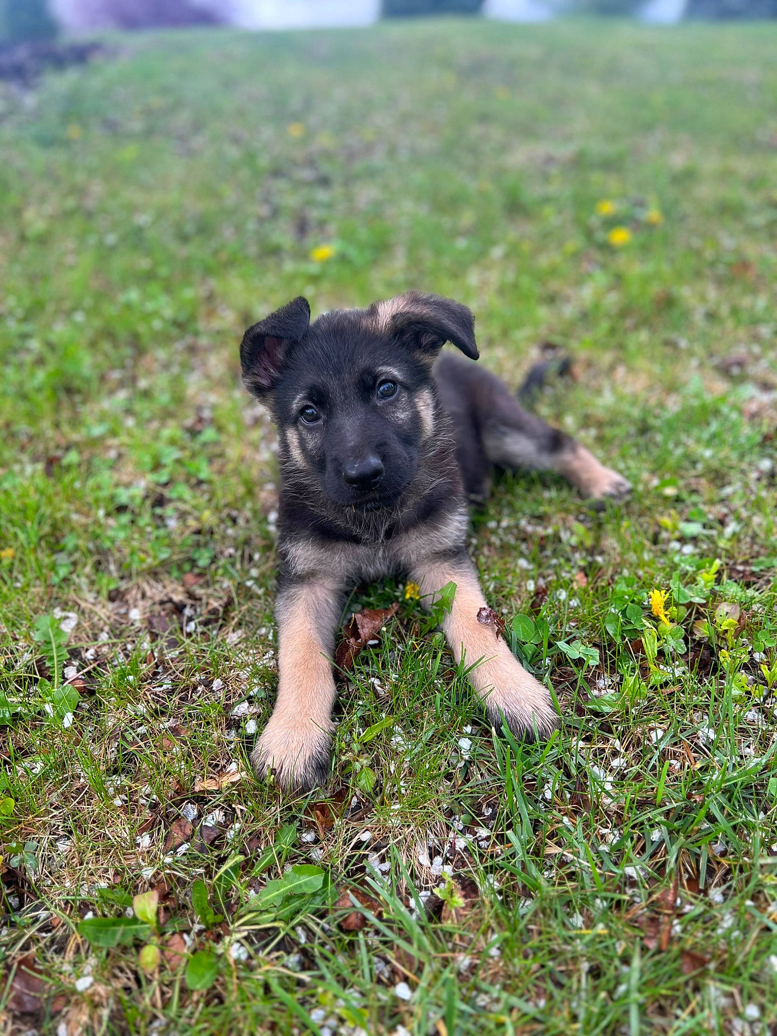 Athena joined the competition — help win amazing prizes! annual_plant, canidae, carnivore, companion_dog, dog, dog_breed, fawn, field, garden, grass, grassland, groundcover, pasture, plant, snout, soil, sporting_group, tail, terrestrial_animal, working_animal