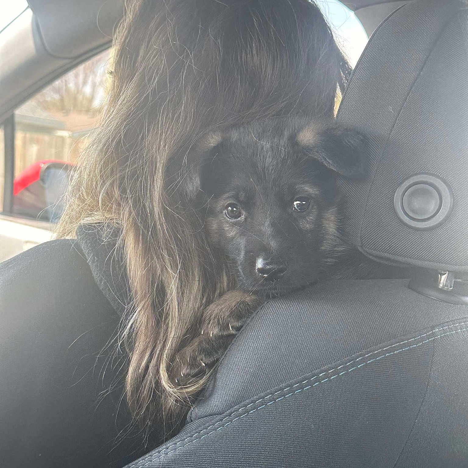Athena joined the competition — help win amazing prizes! auto_part, automotive_design, automotive_exterior, car_seat, car_seat_cover, carnivore, comfort, companion_dog, dog, dog_breed, family_car, fur, head_restraint, human_leg, personal_luxury_car, snout, tints_and_shades, vehicle_door, whiskers, windshield