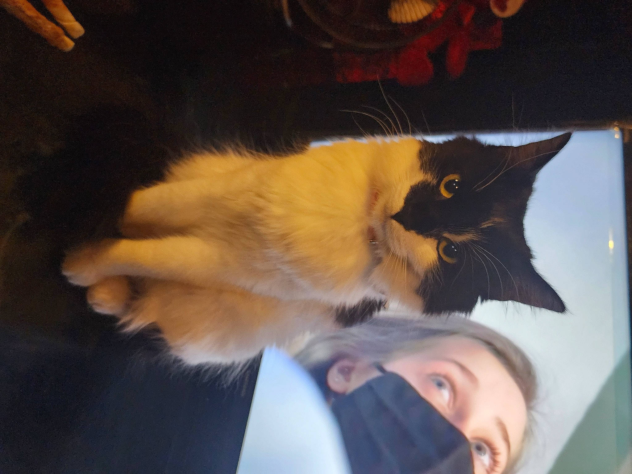 Coco is registered to the contest to win money with this photo: beard, carnivore, cat, claw, domestic_short_haired_cat, fawn, felidae, fur, gesture, moustache, nap, paw, small_to_medium_sized_cats, snout, tail, tree, whiskers