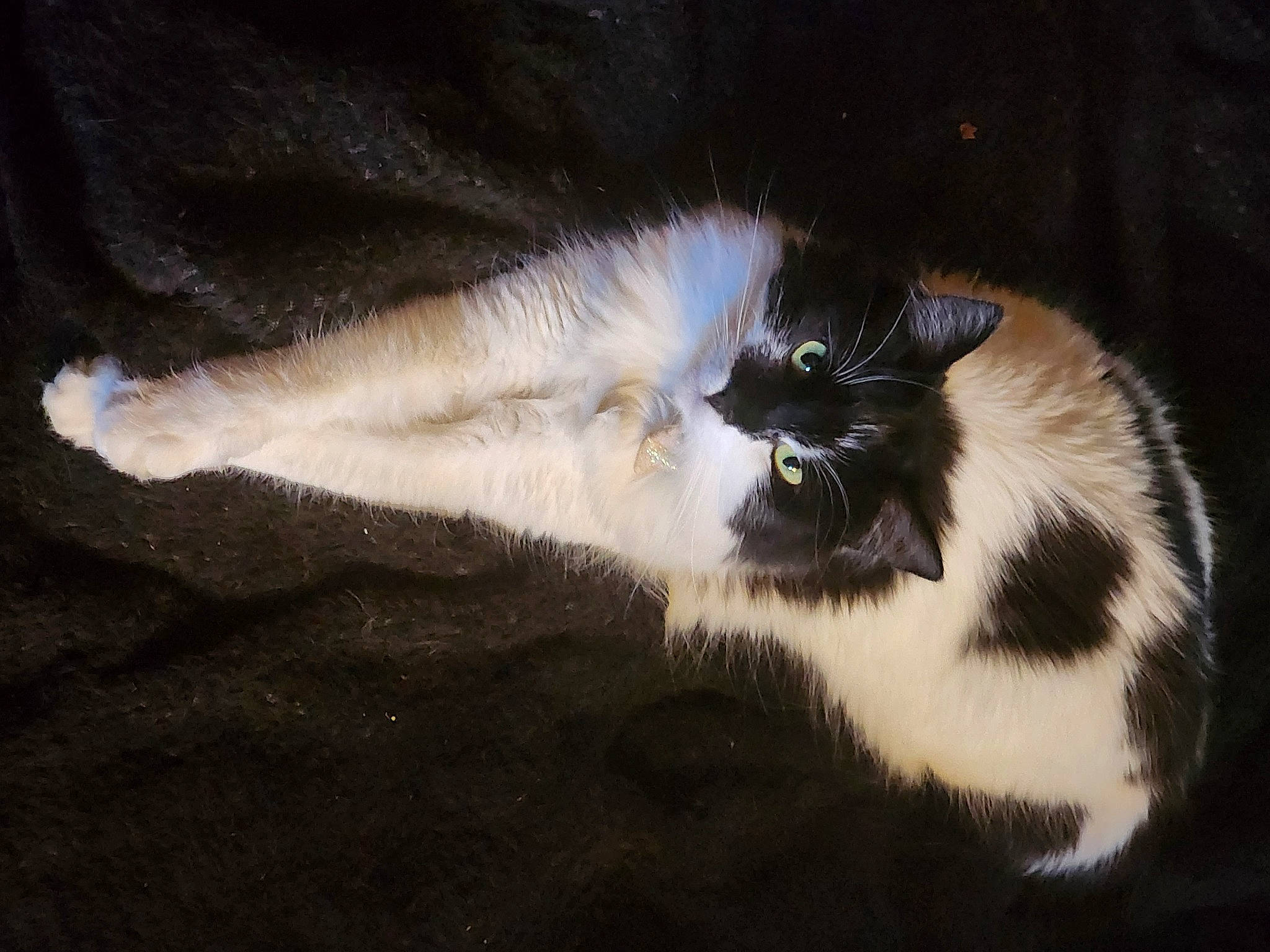 Coco joined the competition — help win amazing prizes! balinese, carnivore, cat, claw, darkness, domestic_short_haired_cat, fawn, felidae, foot, fur, paw, shadow, small_to_medium_sized_cats, snout, tail, terrestrial_animal, whiskers