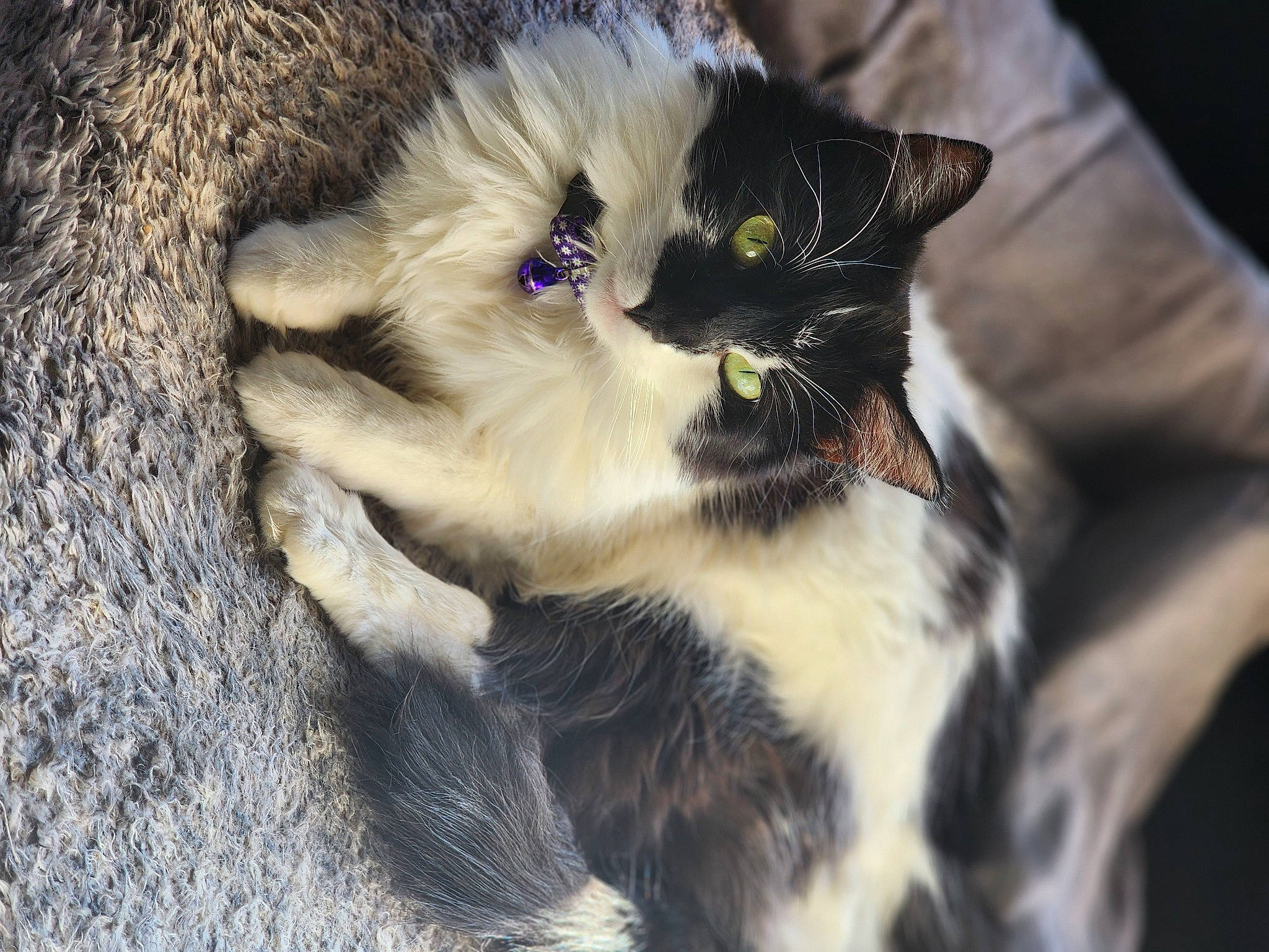 Coco is registered to the contest to win money with this photo: carnivore, cat, claw, domestic_short_haired_cat, felidae, foot, fur, grass, human_leg, paw, plant, sitting, small_to_medium_sized_cats, snout, tail, tree, whiskers