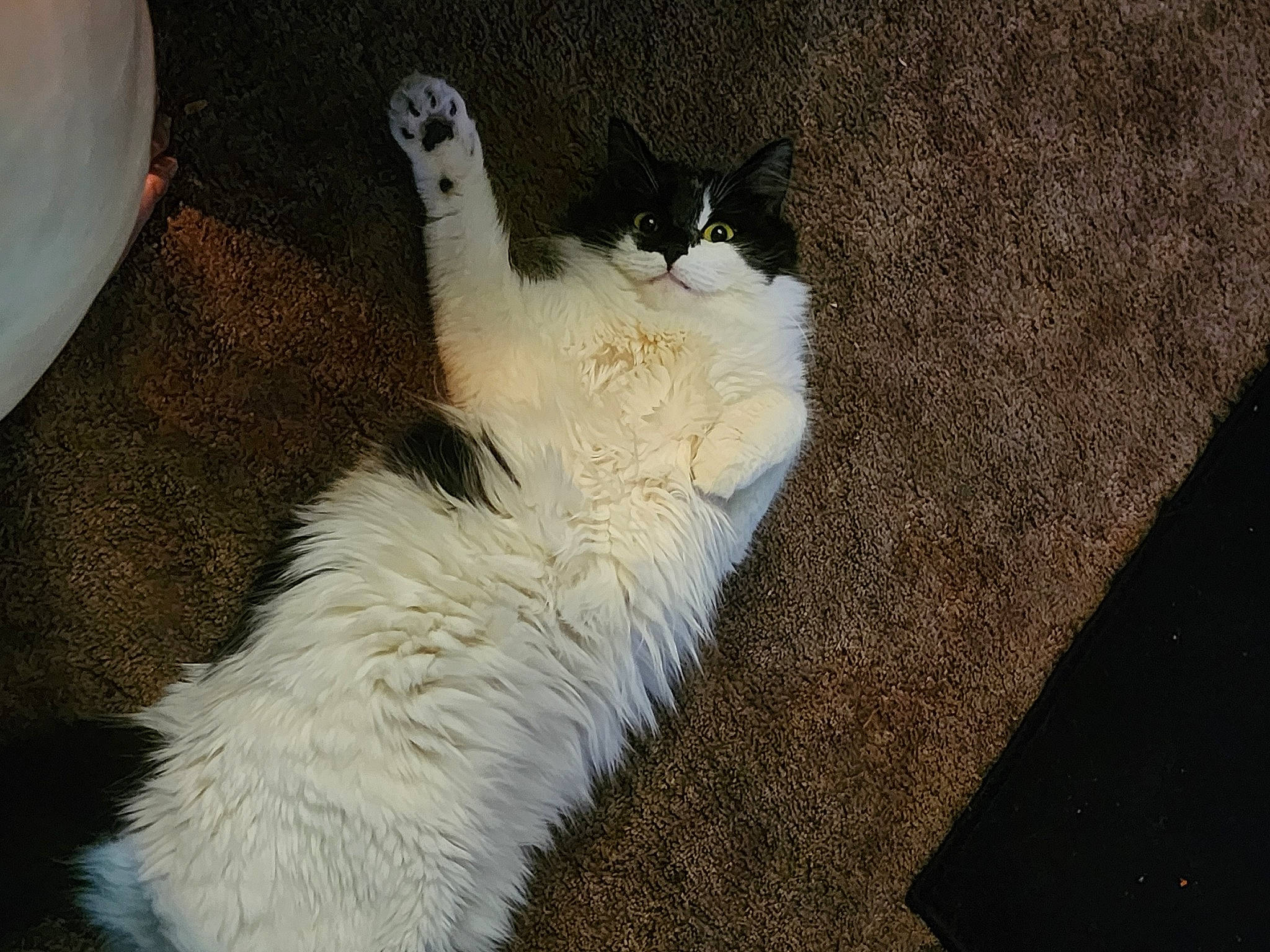 Coco is registered to the contest to win money with this photo: canidae, carnivore, cat, claw, dog_breed, domestic_short_haired_cat, fawn, felidae, flooring, foot, fur, grass, paw, shadow, small_to_medium_sized_cats, tail, terrestrial_animal, whiskers, wood